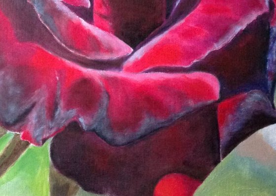 Burgundy Rose in Bloom