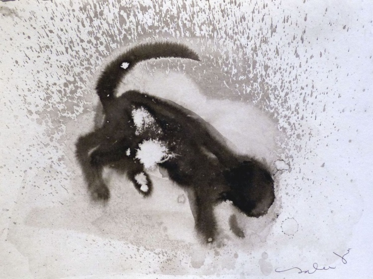 Cat In The Rain 20x14 Cm By Frederic Belaubre Artfinder