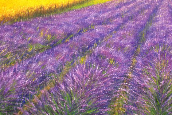 Sunset at lavender field in Provence