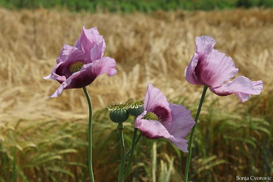 Poppies in the wind