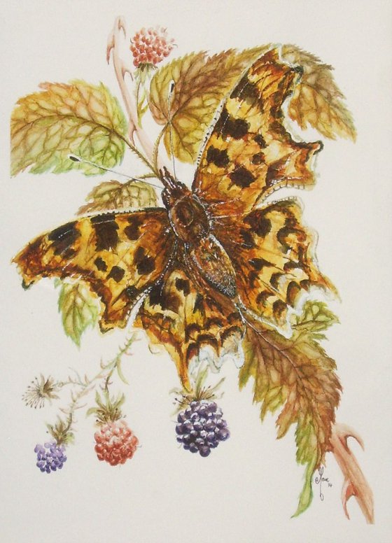 Comma Butterfly