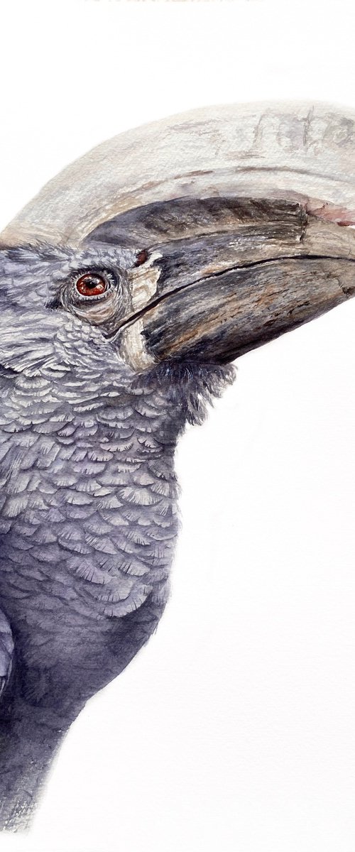 Silvery-cheeked Hornbill by Tetiana Savchenko