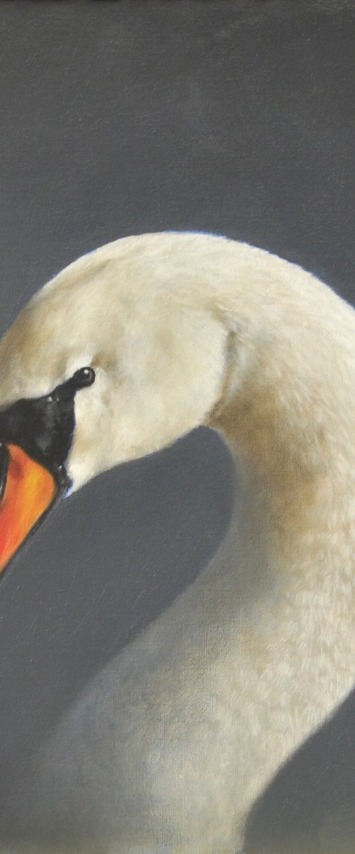 swan by Mike Skidmore
