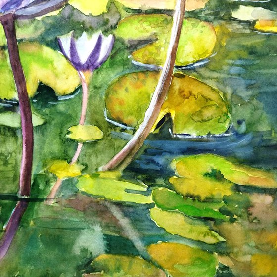 Purple water lily