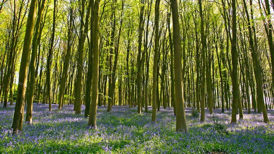 Bluebell Panorama