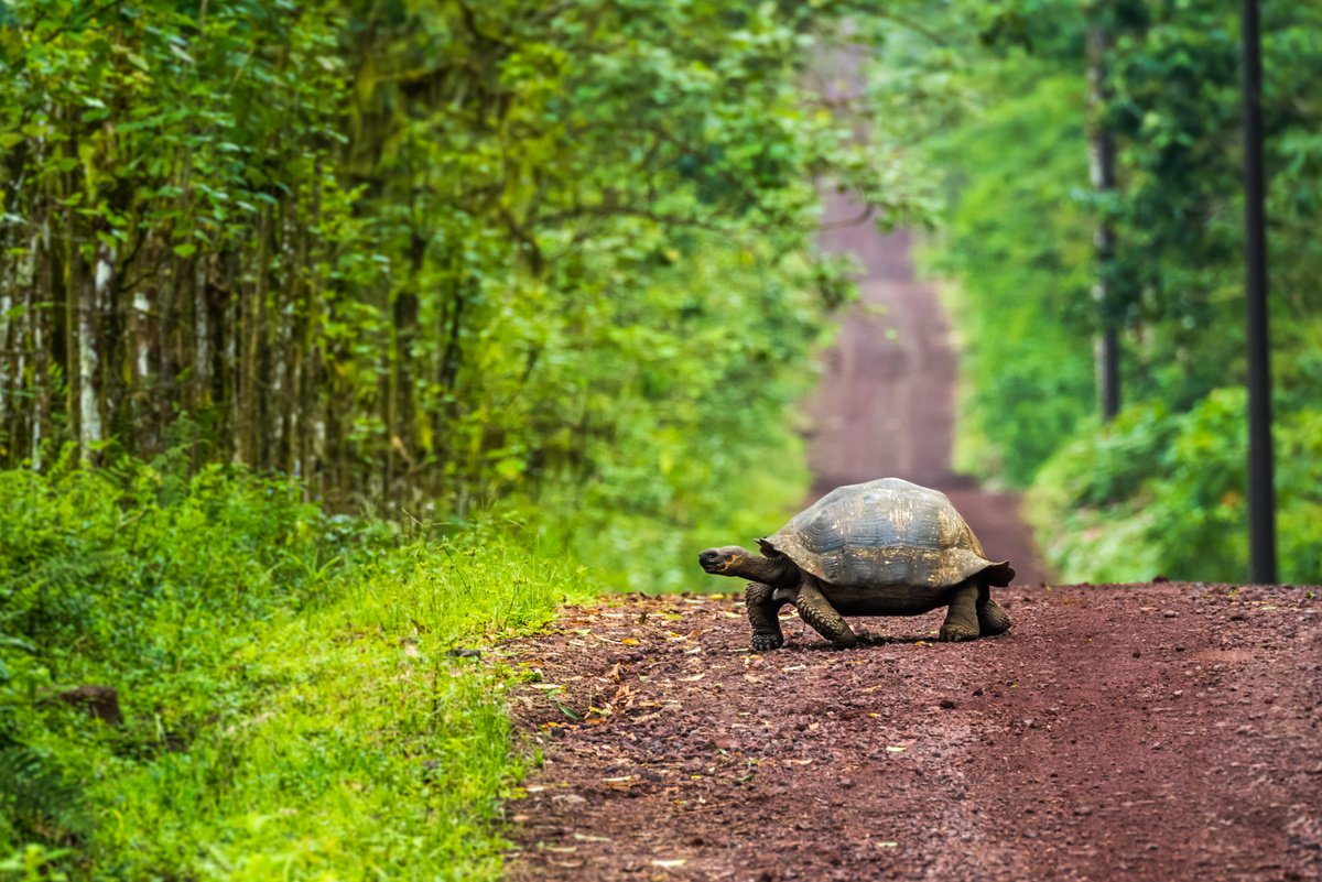 Tortoise Crossing by Nick Dale