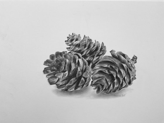 Pine cones