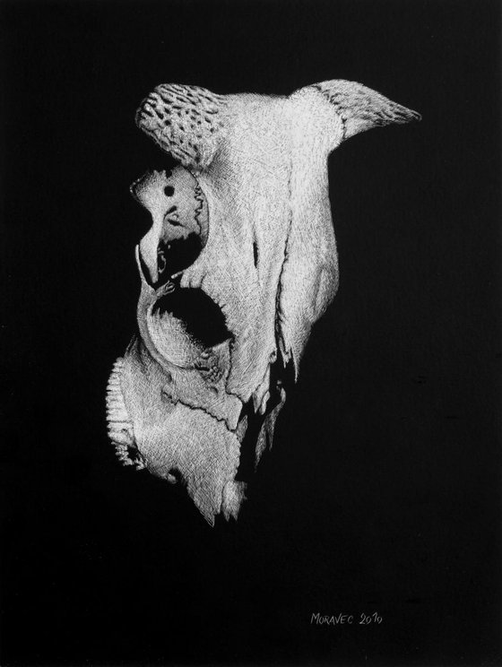 Bull´s Skull