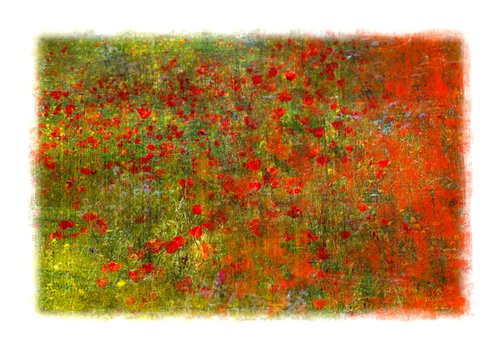 Poppy Red by Louise O'Gorman