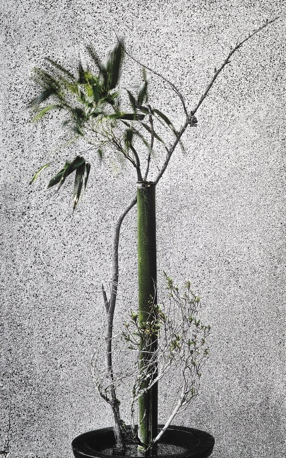 Boundary#001-Bamboo, cedar, Rhododendron tschonoskii