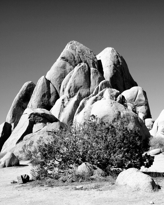 ROCK LEGEND Joshua Tree National Park CA