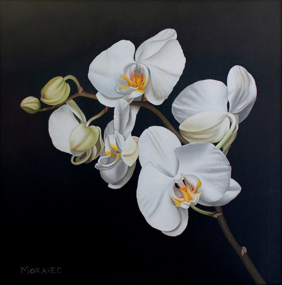 Phalaenopsis