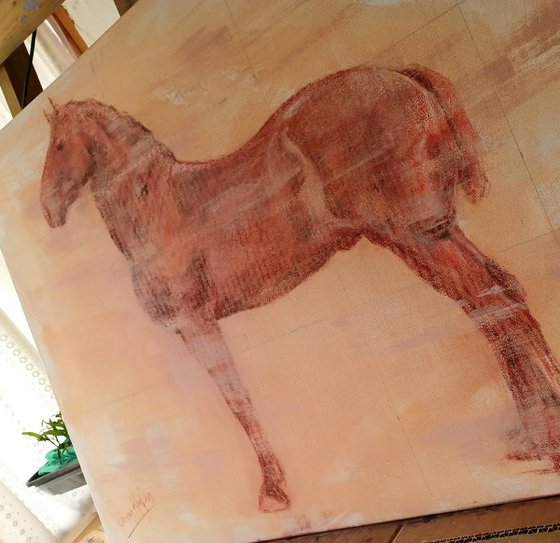 Percheron Stallion Study