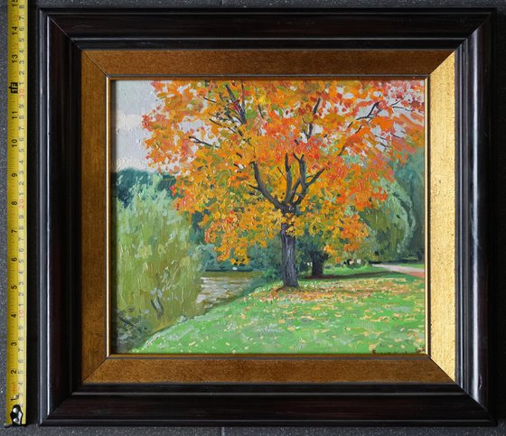 Autumn maple by the pond