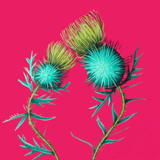 Pinc Cirsium