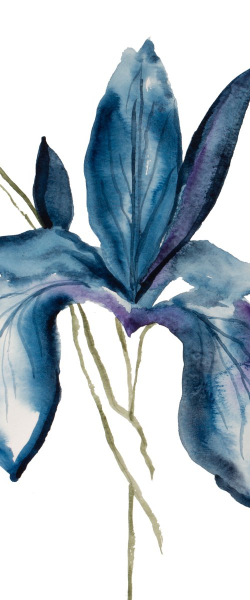 Iris No. 189 by Elizabeth Becker
