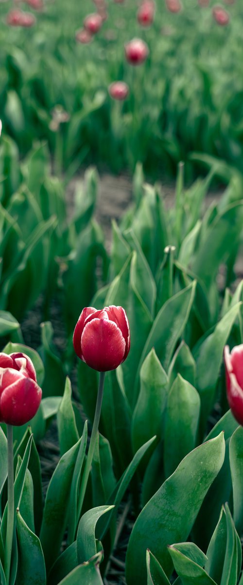 RED TULIPS by Fabio Accorrà