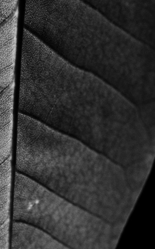 Leaf Veins IV [Framed; also available unframed] by Charles Brabin