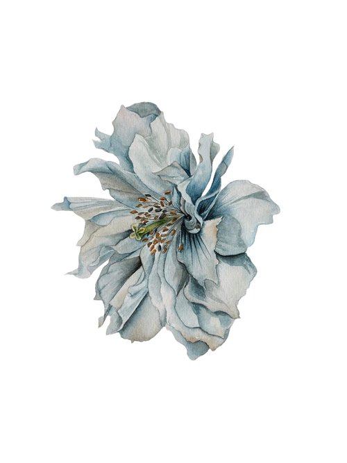 Blue poppy by Julia Gorislavska
