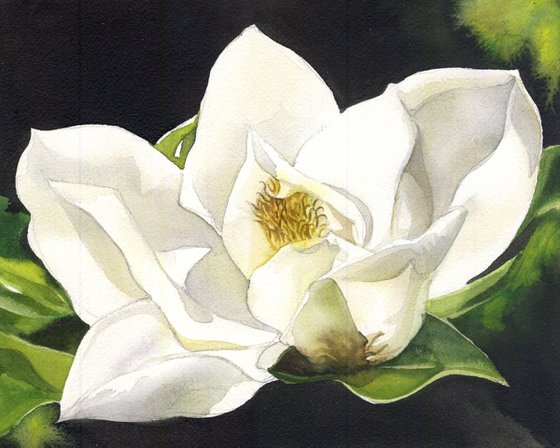 a painting a day #33 'Spring magnolia'