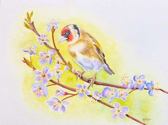 European Goldfinch (i)