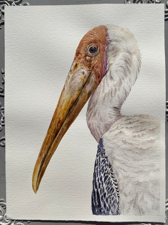 Painted Stork, bird portrait
