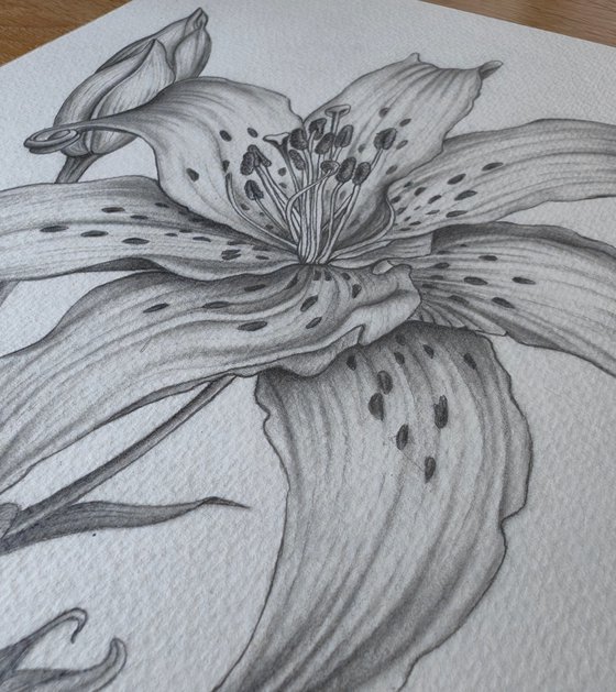 Lily