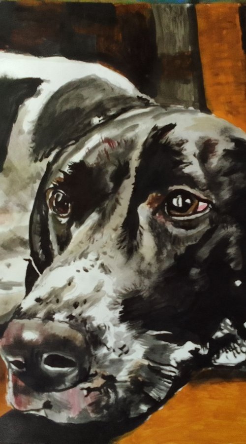 German Shorthaired Pointer by Soso Kumsiashvili