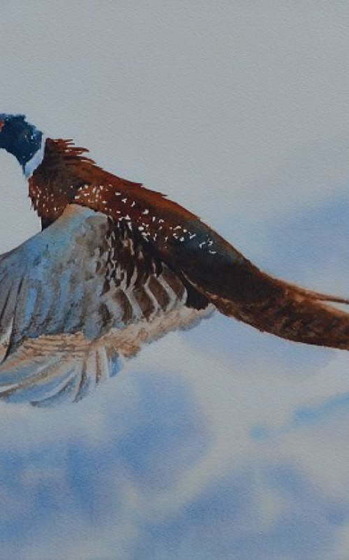 Pheasant Rising (Framed, ready to hang) by Denise Mitchell