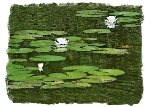 Lily Pond by Eugene Norris