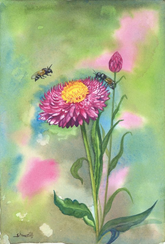 Red poppy and the strawflower