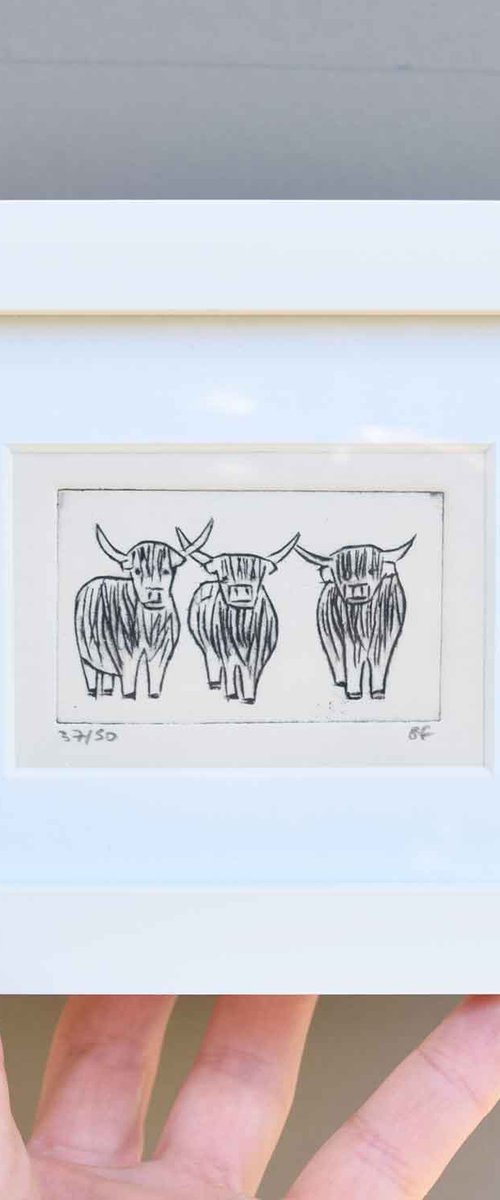 Small framed three highland cows by Sally Fisher