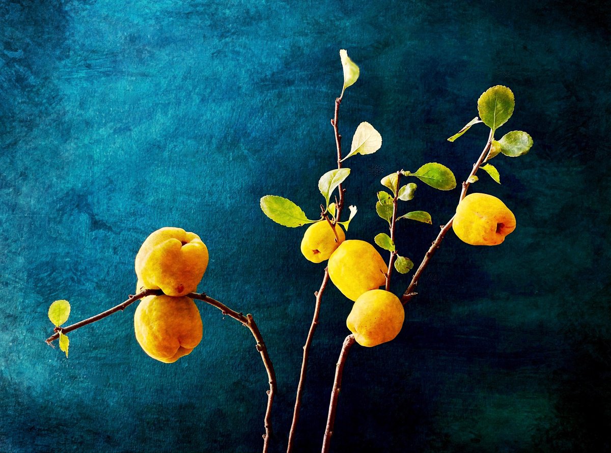 Expressive Botanical Photograph By Sarah Parsons, 12 X 15", Japonica Fruit, Original Artwork