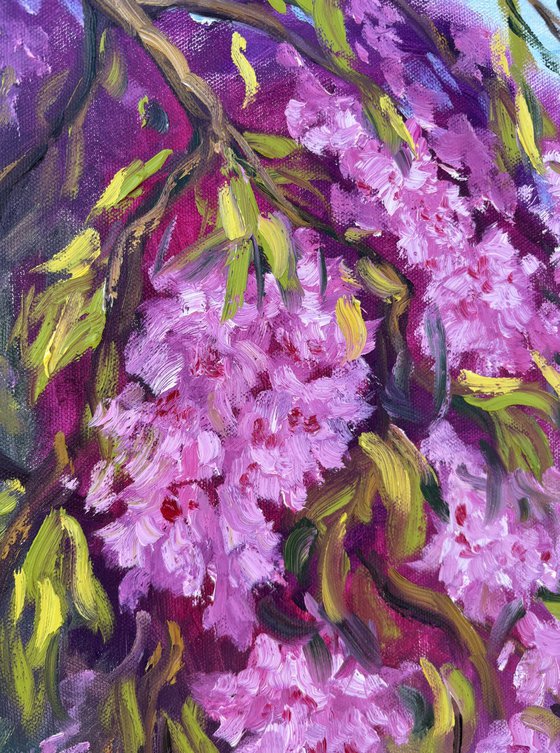 Under the Sakura Canopy