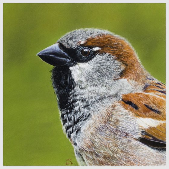 Original pastel drawing "House sparrow"