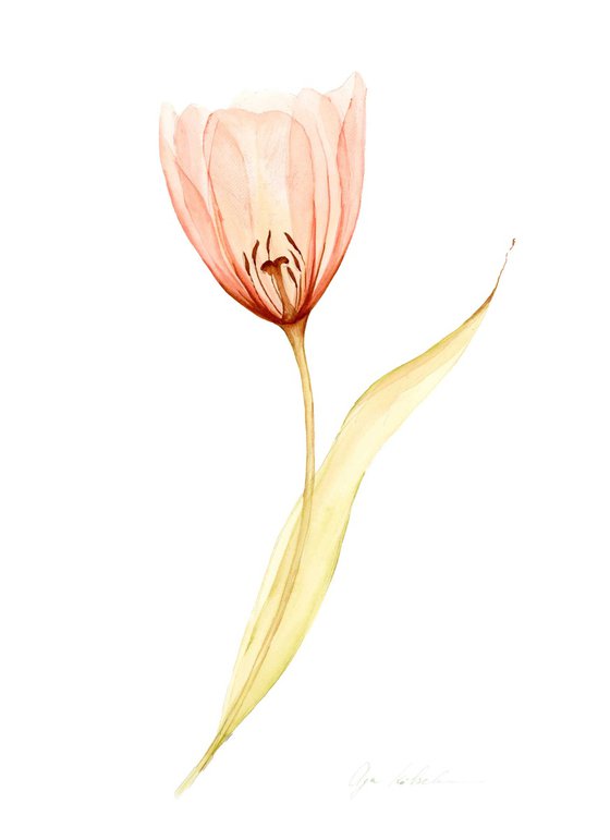 Transparent tender Tulip