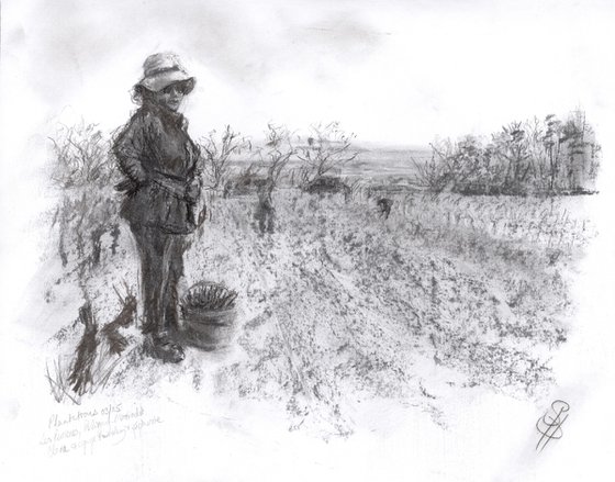 Plantations 1