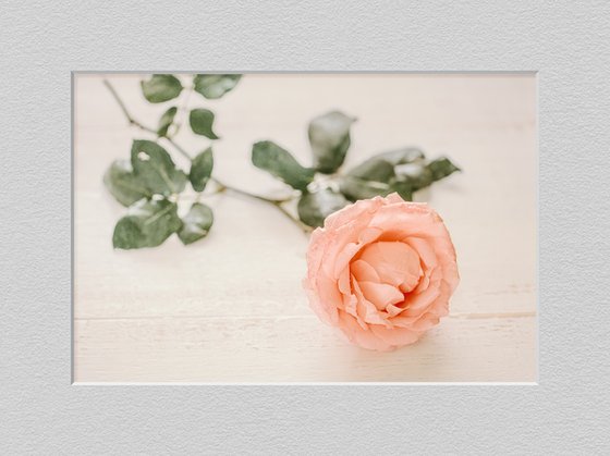 Рink rose