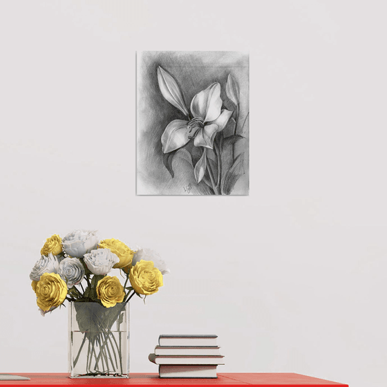 Lily, bud and wilted flower, pencil drawing.