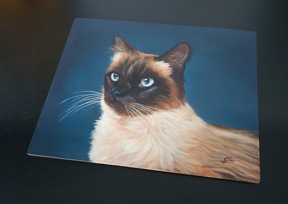 Siamese cat 3