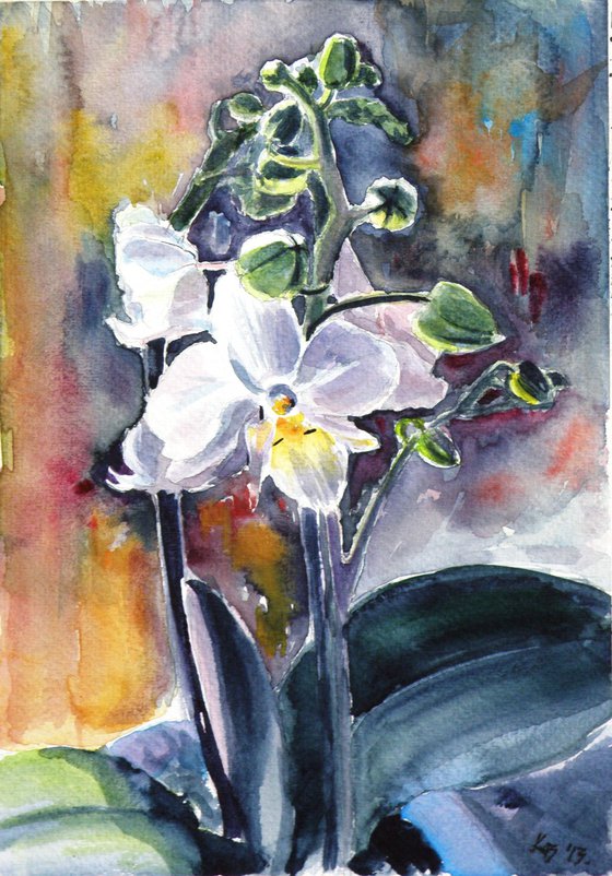 Orchid flower