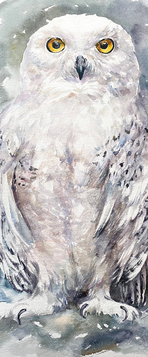 Snow Owl Cool Kevin by Arti Chauhan