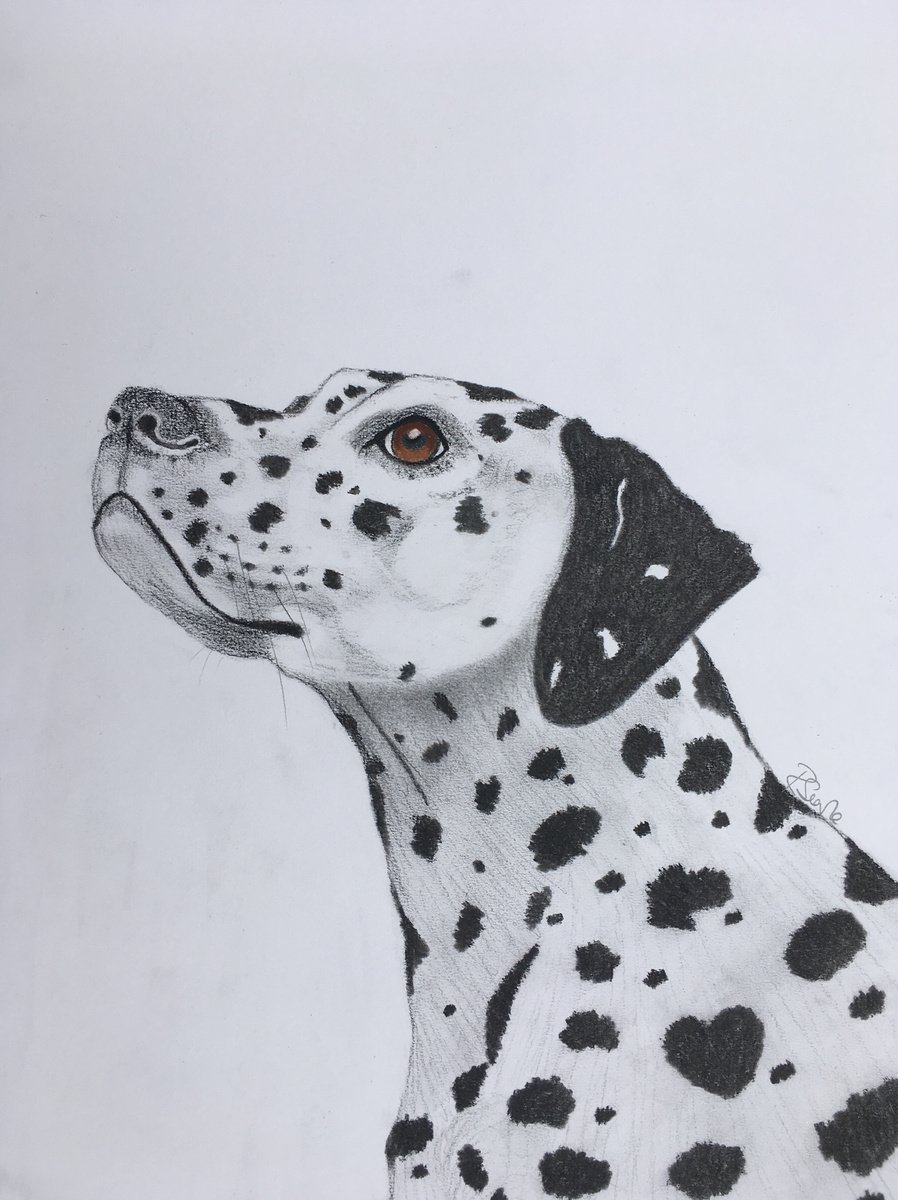Spotty Dog by Ruth Searle