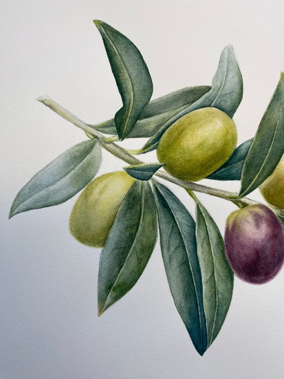Olive Branch