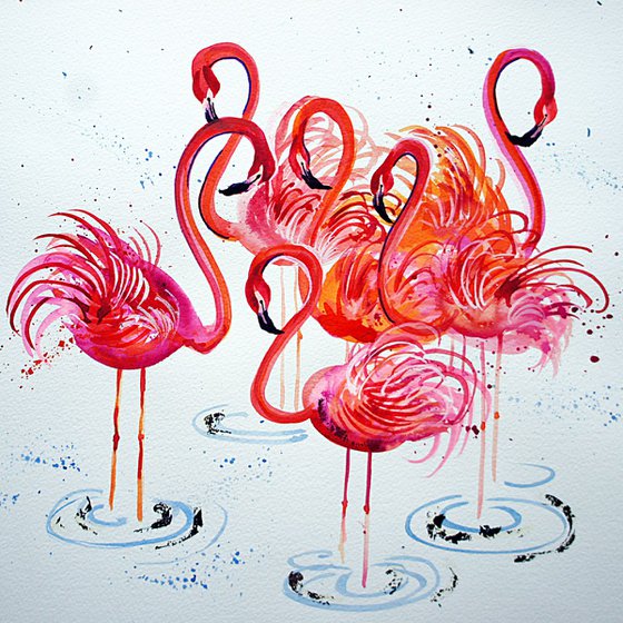 Flamingos in water