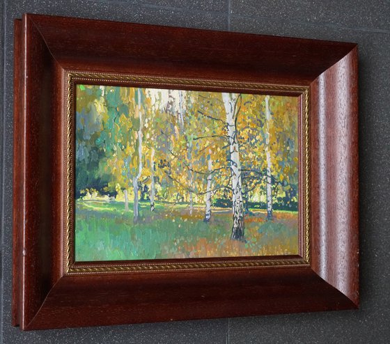 Birch trees at sunset in September