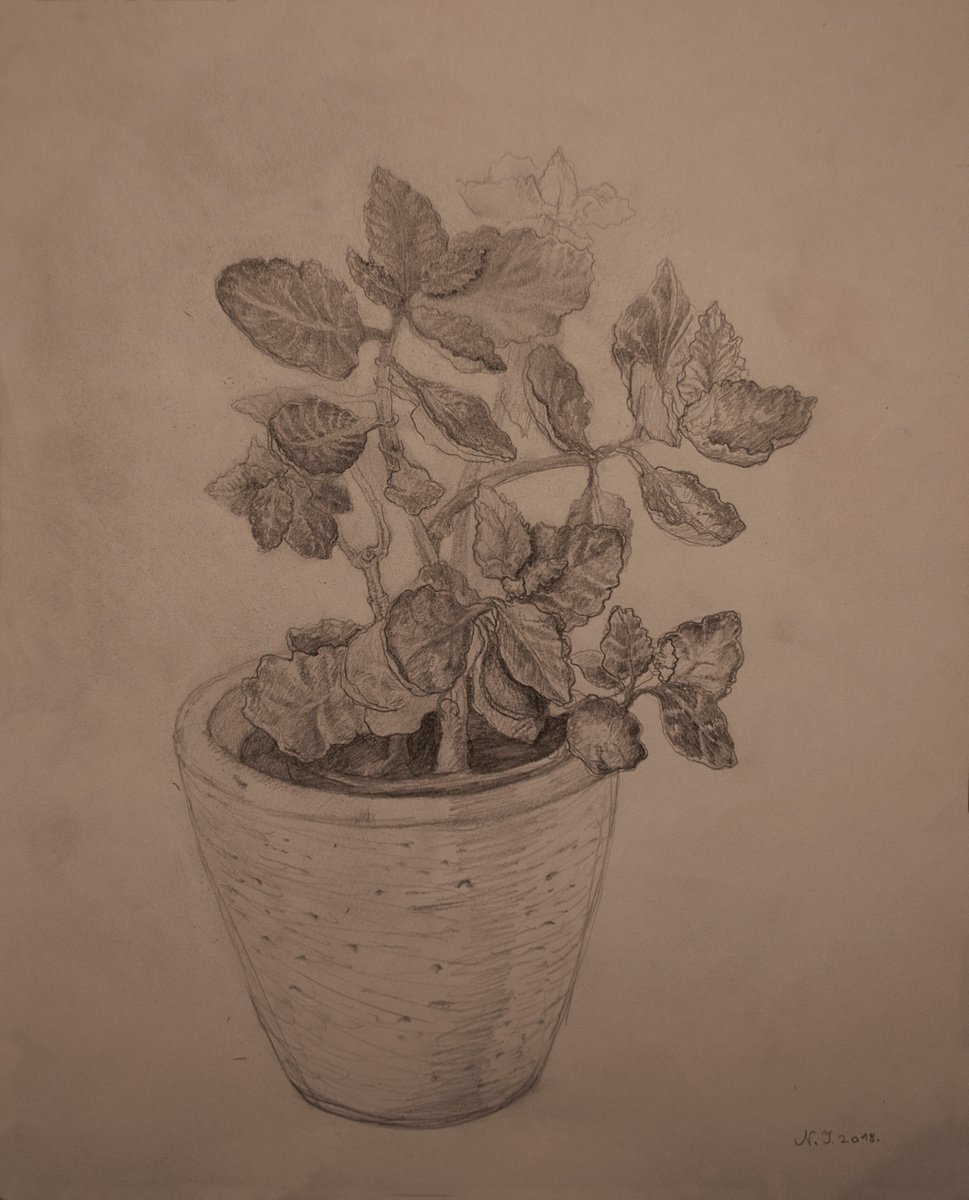 Photorealistic Pencil Drawing , Small Potted Plant By Nikola Ivanovic, 11 X 14, Artwork For Sale On Artfinder