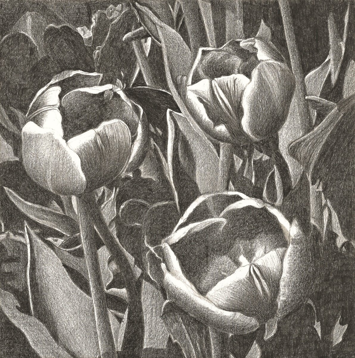 TULIP FEVER VIII by Nives Palmic