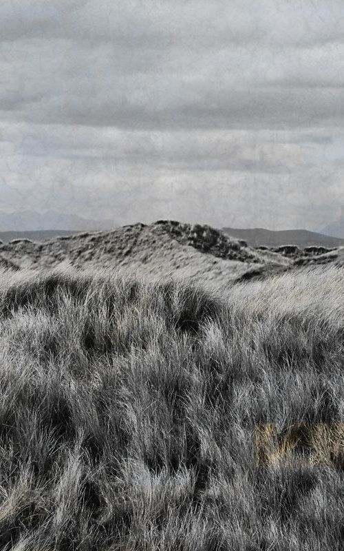 Beach grass by Louise O'Gorman