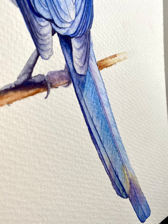 Watercolour bird magpie sitting on a branch in the rays of the sun 2